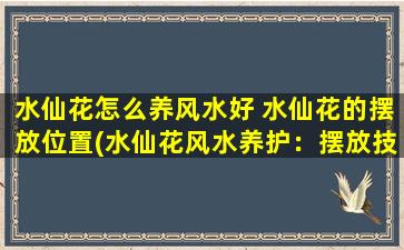 水仙花怎么养风水好 水仙花的摆放位置(水仙花风水养护：摆放技巧与禁忌)